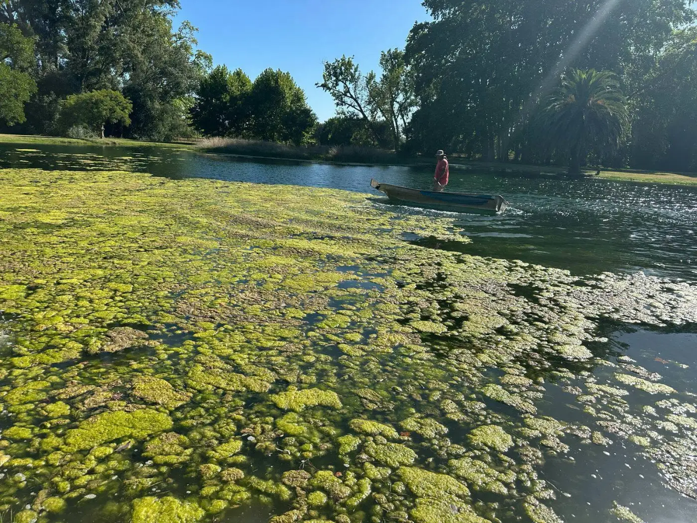 Laguna cubierta de algas antes de la intervención