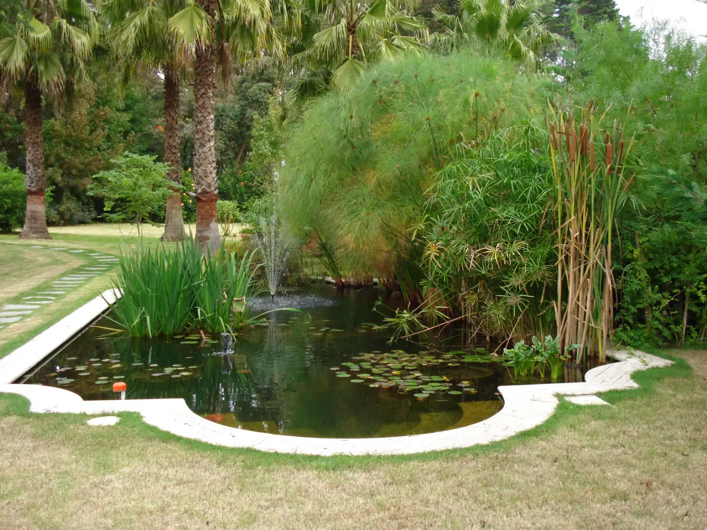 Laguna rodeada de vegetación acuática y ribereña