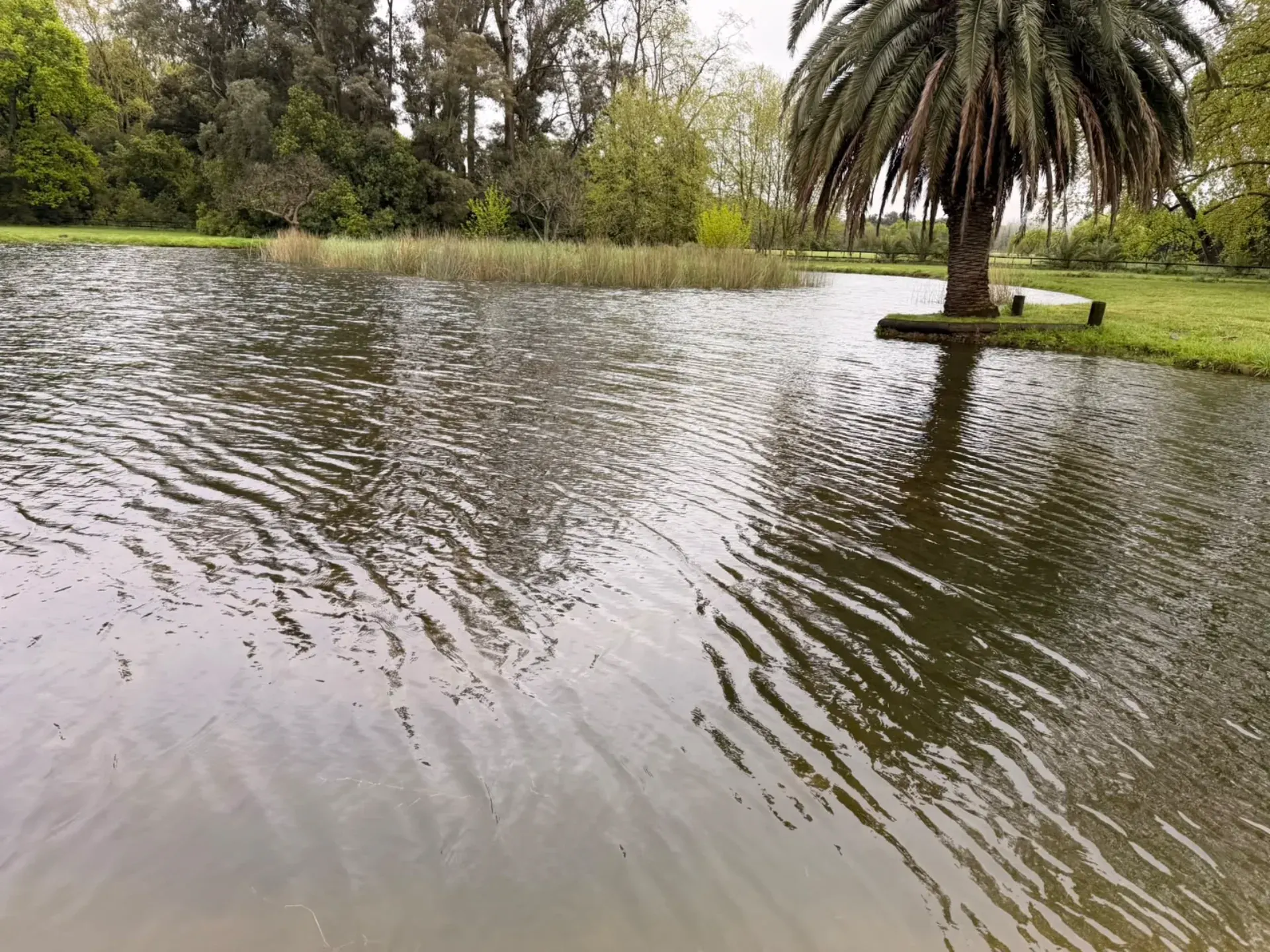 Laguna con palmera y juncos